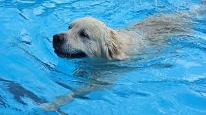 dog swiming