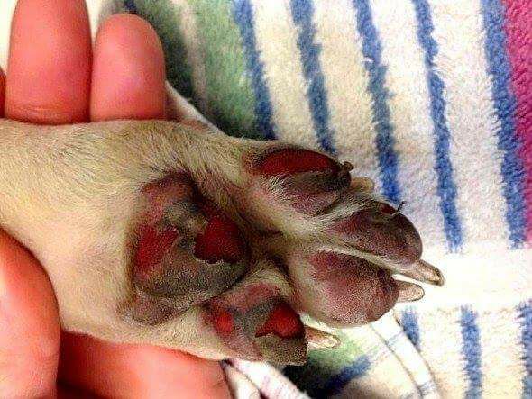 Damaged dog paws due to walking on a hot ground