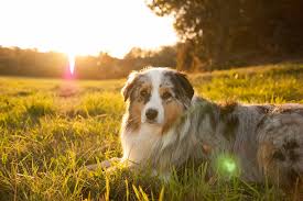 Australian shepherd sitting on grassy field on a sunny day