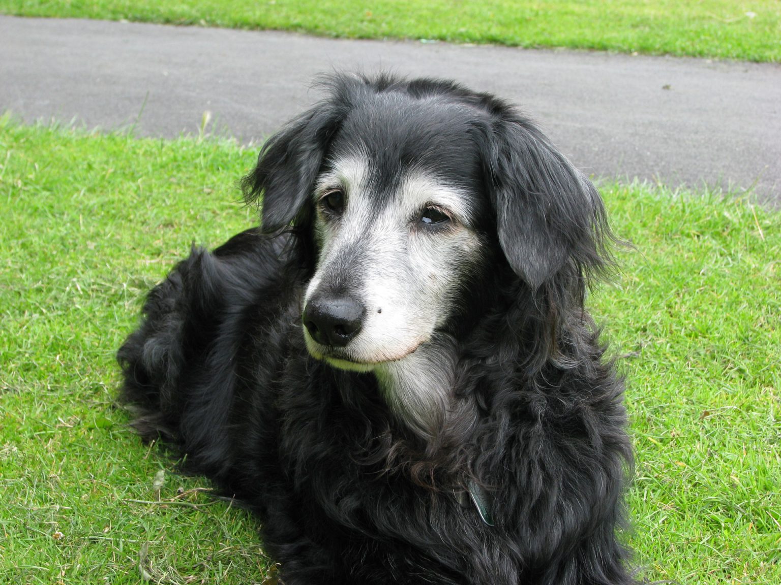 Exercise for dogs with hip dysplasia Barkercise