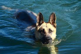 shepherd swimming