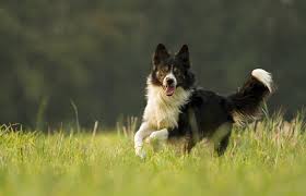 are collies high energy