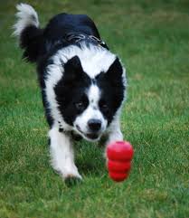 border collie 2