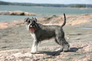 mini schnauzer