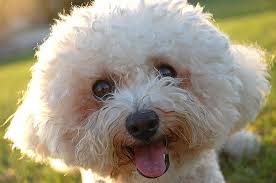 bichon happy smiling at the camera