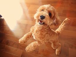 Cockapoo exercise