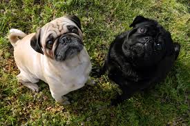 do you need to walk pugs