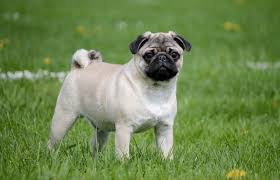 pug walking