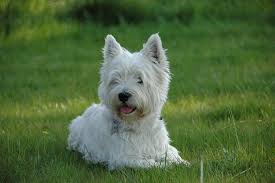 Westie exercise