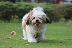 lhasa apso play