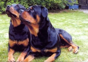 Pair of black Rottweilers