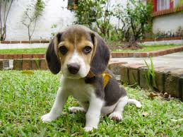 how much exercise does a beagle puppy need