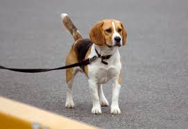 Beagle walking