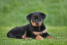 rottweiler puppy