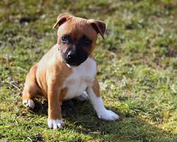 staffy puppy