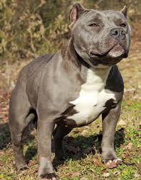 How long does a blue staffy live for