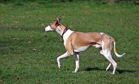 whippet