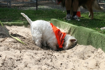 dog dig box