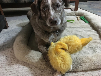 What Kind Of Toys Are Good For Dogs That Like To Shred?