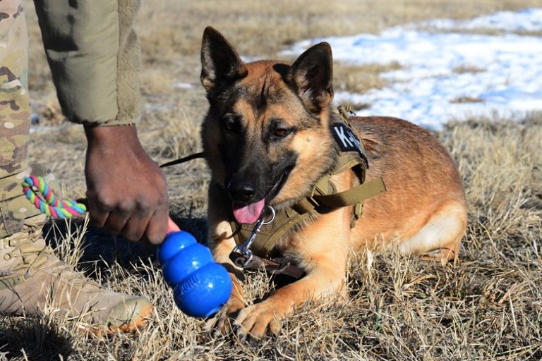 Best Type of Toys for German Shepherds Barkercise