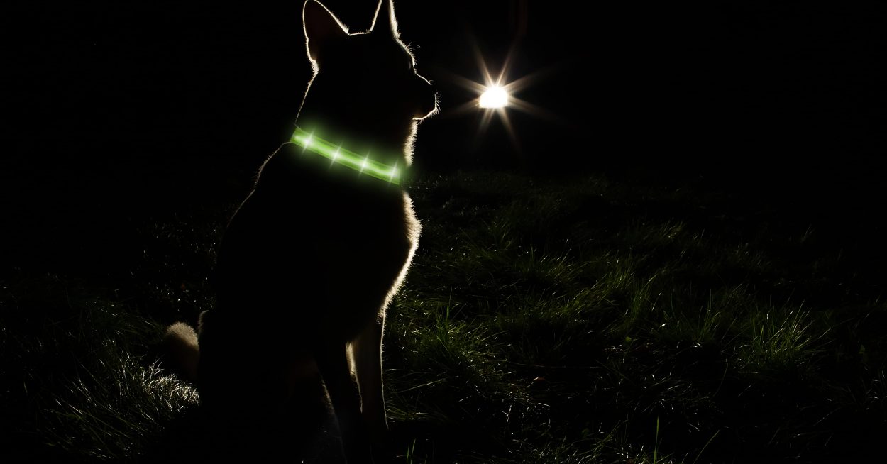 Essential Dog Walking Gadgets and Gear Barkercise