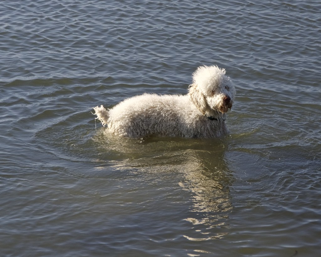 How to exercise a Poodle Toy, Miniature and Standard Barkercise
