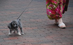 poodle walking