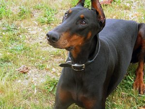 are dobermans good running dogs