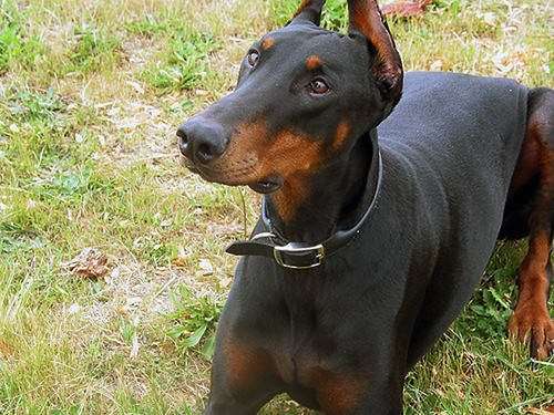 How Much Exercise Does A Doberman Need - Barkercise