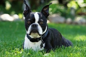 Boston Terrier toys