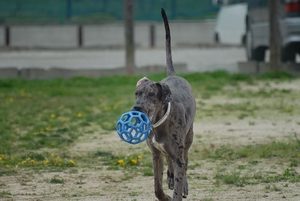 Great Dane play