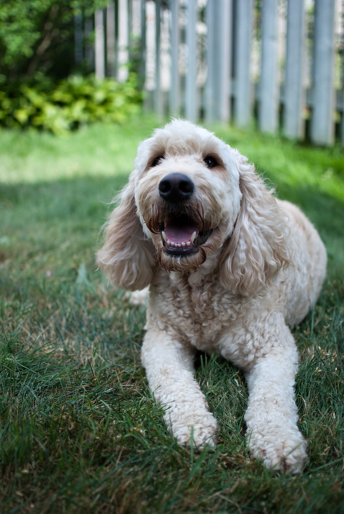 How Much Exercise Does A Labradoodle Puppy Need