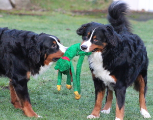 Bernese Mountain Dogs playing