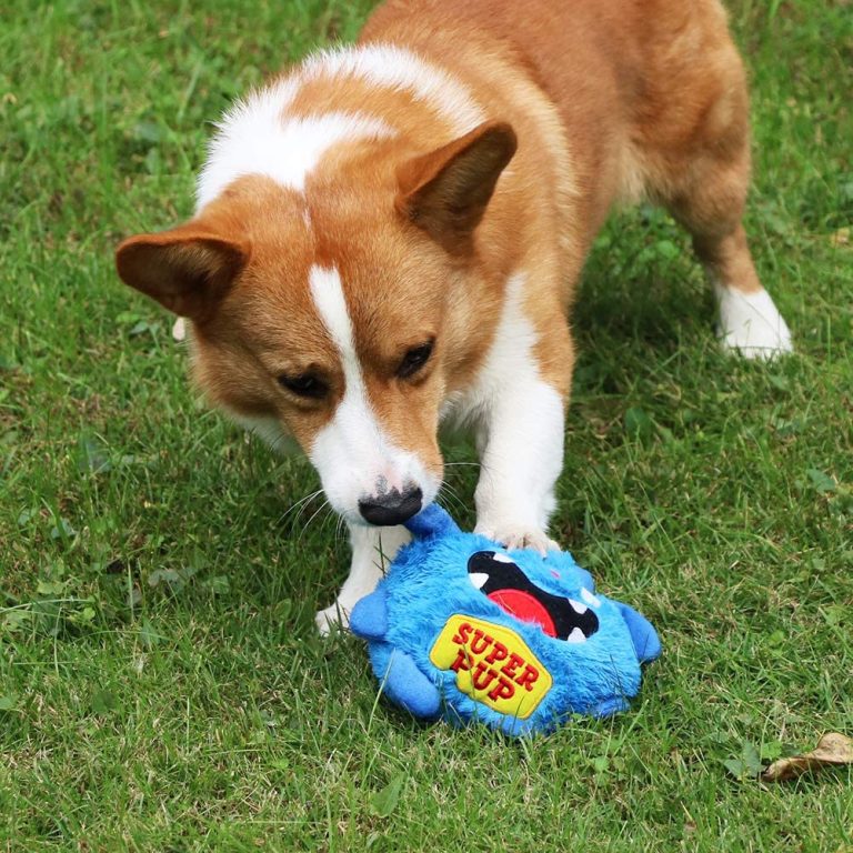 Best Dog Toys for Cockapoos Barkercise