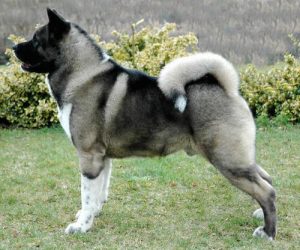 Akita Exercise