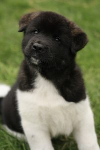 Akita Puppy