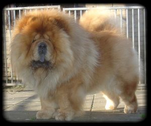 Chow Chow exercise