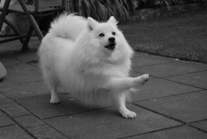 Japanese Spitz stretching