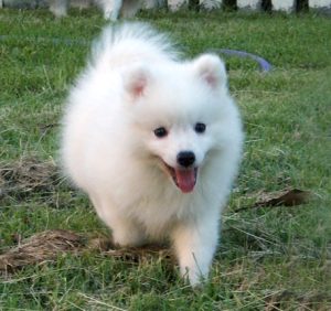 japanese spitz puppy