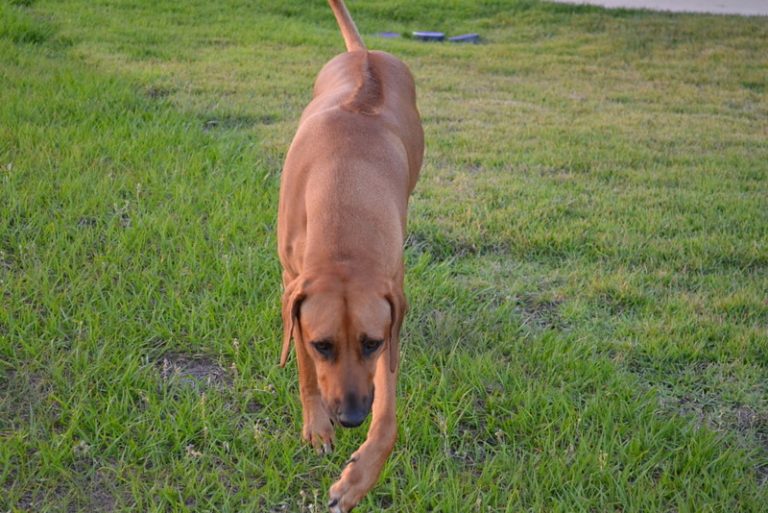 Best Type of Toys for Rhodesian Ridgebacks Barkercise