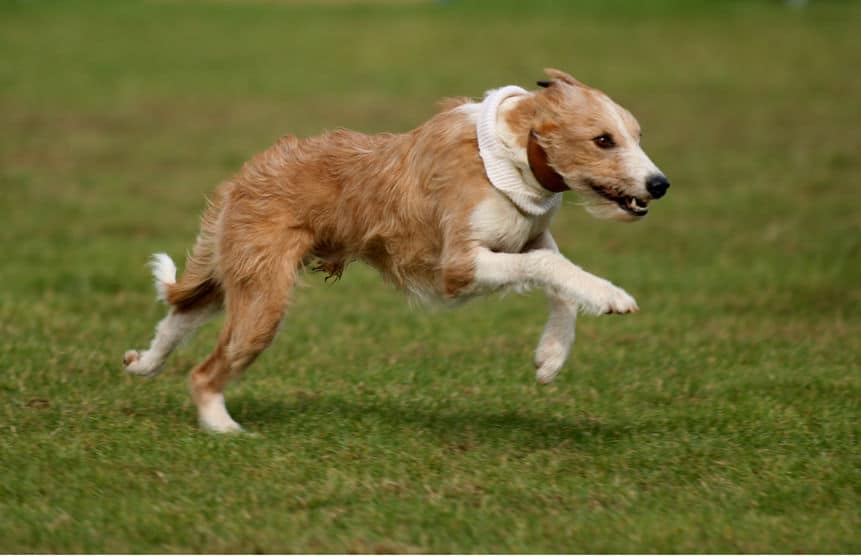 Lurcher running fast in a field