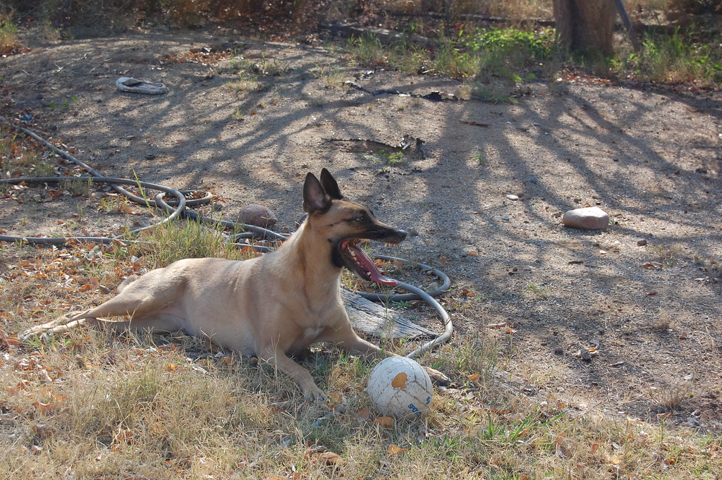 Belgian Shepherd playing with an old volleyball