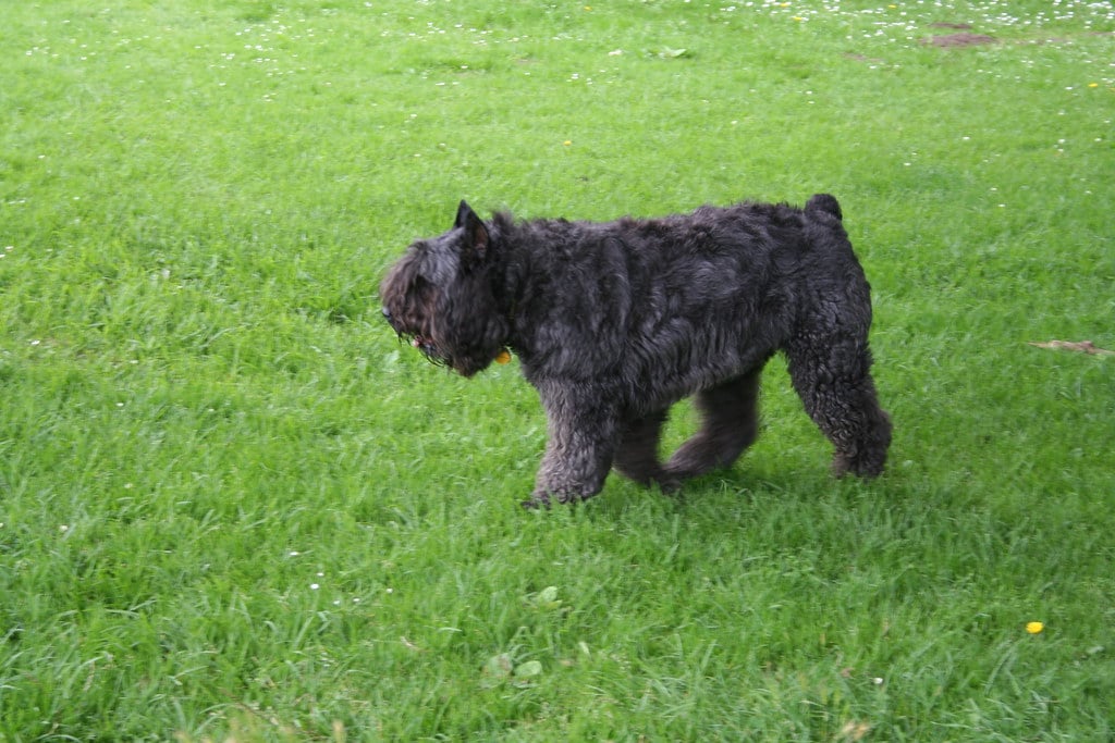 Bouvier des Flandres  wandering on the grass