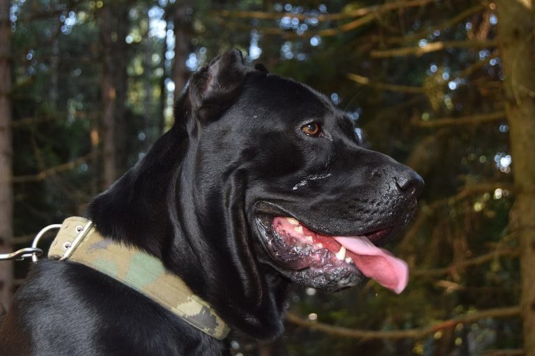 Cane Corso exercise needs and ideas guide Barkercise