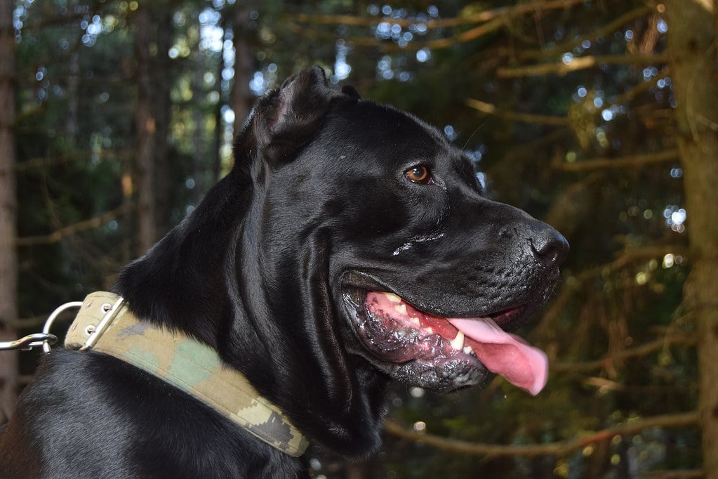 Black Cane Corso panting 