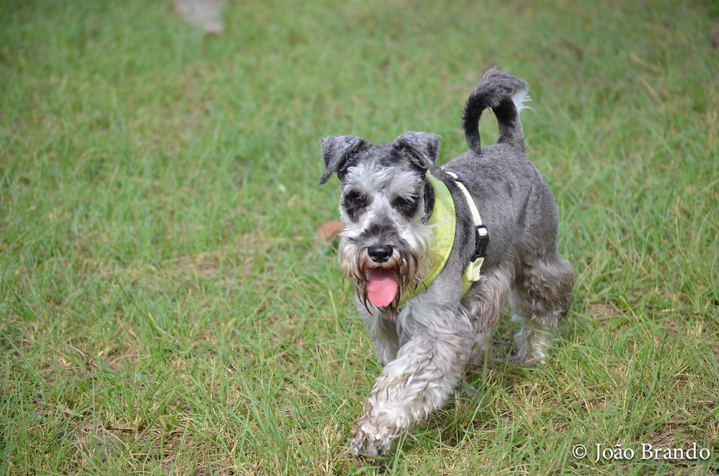 Standard Schnauzer walking