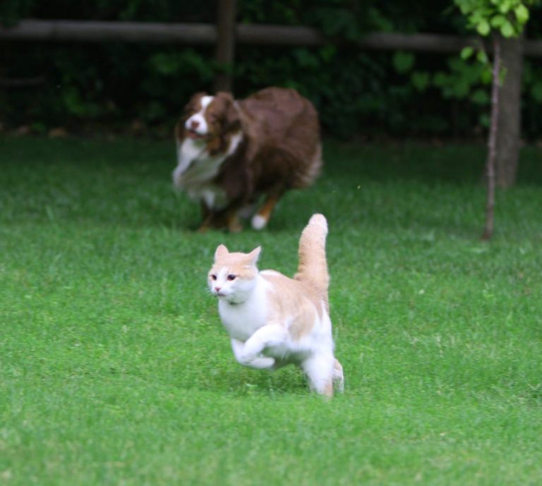 can a dog with high prey drive live with a cat