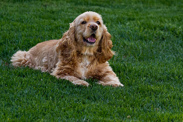 Full body shot of buff colored American cocker spaniel laying outdoors in daylight in green grass with tongue showing.