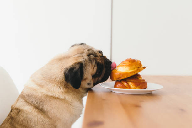 how many carbs does a dog need